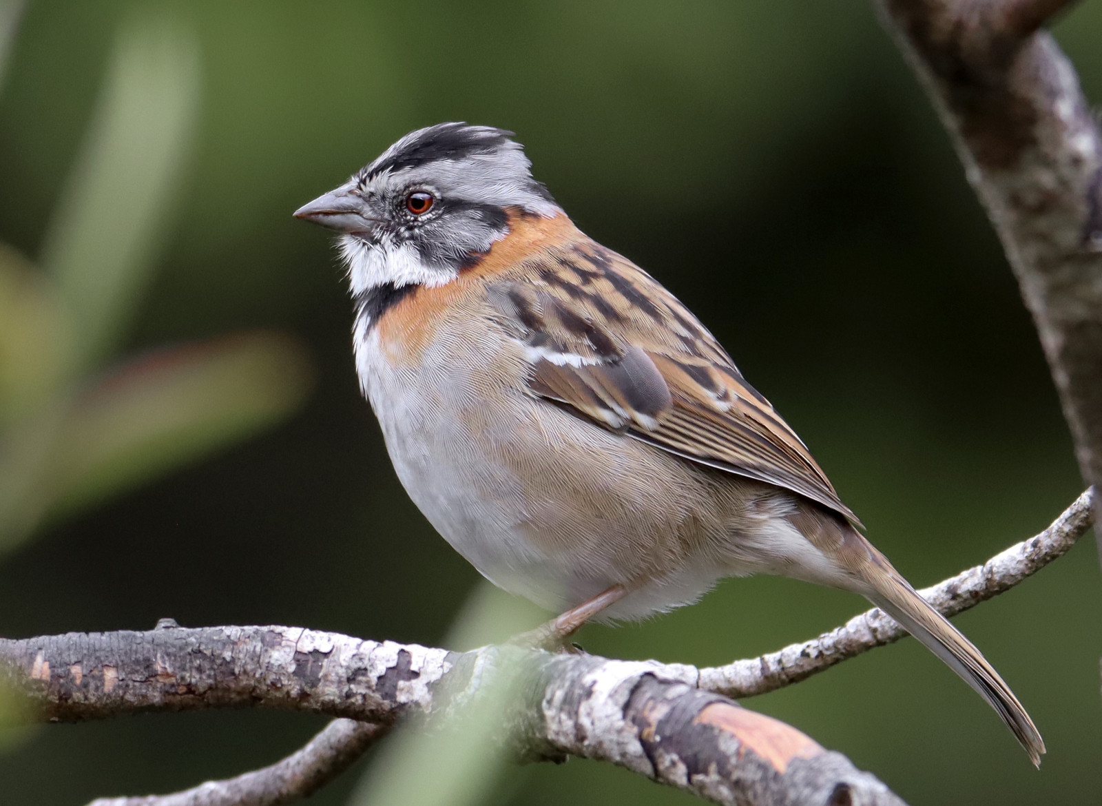 image Patagonian Rufous-collared Sparrow